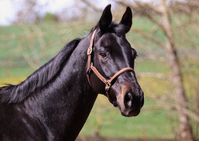 #dressagedream #goldenheart, WOW Pferd  (WOW Pferd), Horses For Sale, Bayern - Attenkirchen, Image 6