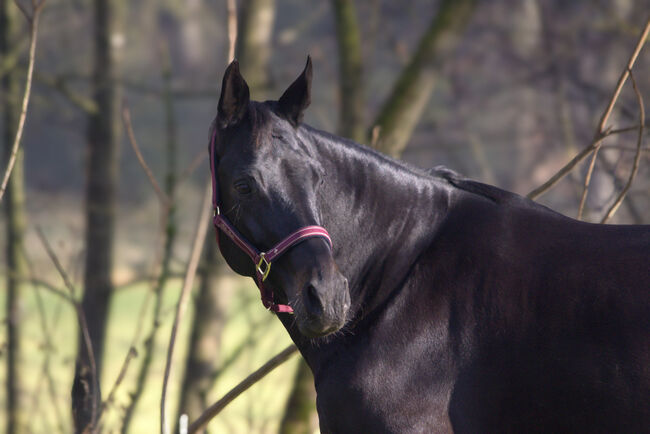 #dressagedream #goldenheart, WOW Pferd  (WOW Pferd), Horses For Sale, Bayern - Attenkirchen, Image 9