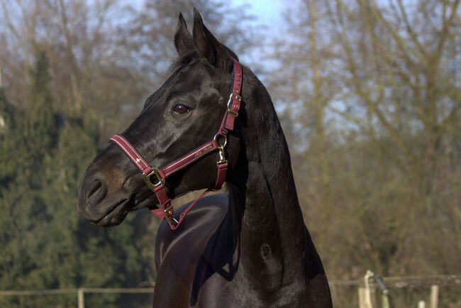 #dressagedream #goldenheart, WOW Pferd  (WOW Pferd), Horses For Sale, Bayern - Attenkirchen