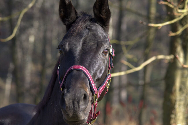 #dressagedream #goldenheart, WOW Pferd  (WOW Pferd), Horses For Sale, Bayern - Attenkirchen, Image 5