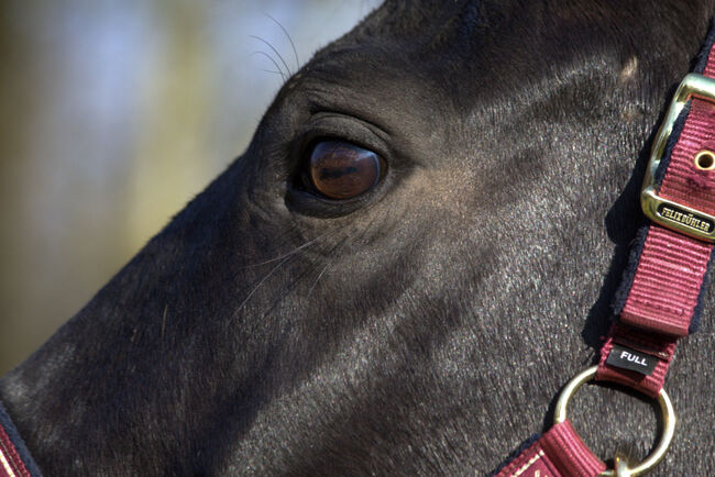 #dressagedream #goldenheart, WOW Pferd  (WOW Pferd), Konie na sprzedaż, Bayern - Attenkirchen, Image 3