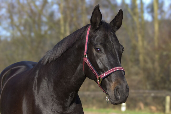 #dressagedream #goldenheart, WOW Pferd  (WOW Pferd), Konie na sprzedaż, Bayern - Attenkirchen, Image 6