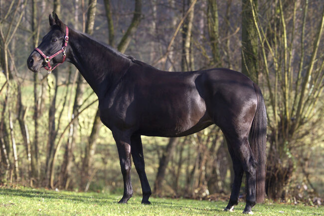 #dressagedream #goldenheart, WOW Pferd  (WOW Pferd), Konie na sprzedaż, Bayern - Attenkirchen, Image 8