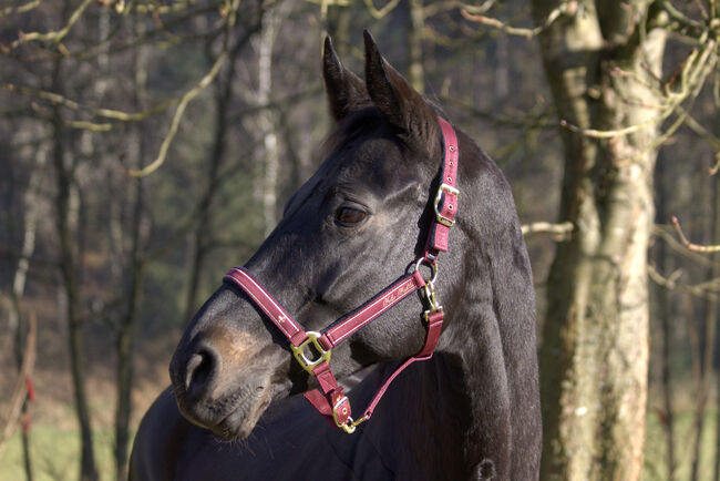 #dressagedream #goldenheart, WOW Pferd  (WOW Pferd), Pferd kaufen, Bayern - Attenkirchen, Abbildung 4