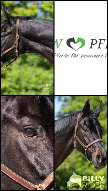 #dressagedream #goldenheart Rheinländer, Stute, 13 Jahre, Schwarzbraun, 1,65m Stm., WOW Pferd  (WOW Pferd), Horses For Sale, Bayern - Attenkirchen, Image 9