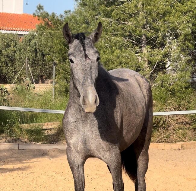 #dressagemare #futureprospect, WOW Pferd  (WOW Pferd), Horses For Sale, Bayern - Attenkirchen, Image 8