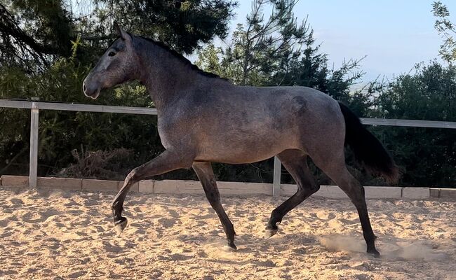 #dressagemare #futureprospect, WOW Pferd  (WOW Pferd), Horses For Sale, Bayern - Attenkirchen, Image 4