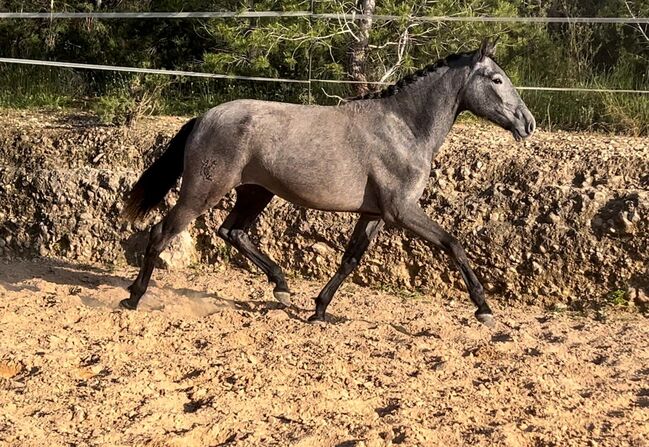 #dressagemare #futureprospect, WOW Pferd  (WOW Pferd), Horses For Sale, Bayern - Attenkirchen, Image 3