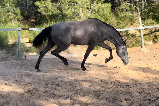 #dressagemare #futureprospect, WOW Pferd  (WOW Pferd), Horses For Sale, Bayern - Attenkirchen, Image 7