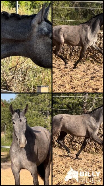 #dressagemare #futureprospect, WOW Pferd  (WOW Pferd), Konie na sprzedaż, Bayern - Attenkirchen, Image 9