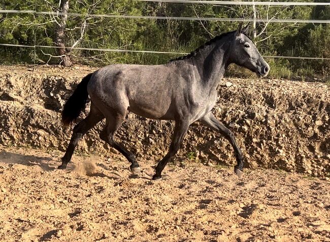 #dressagemare #futureprospect, WOW Pferd  (WOW Pferd), Pferd kaufen, Bayern - Attenkirchen, Abbildung 6