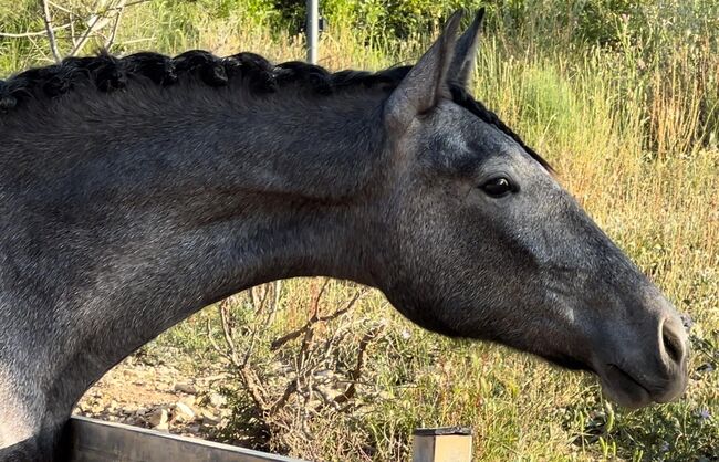 #dressagemare #futureprospect, WOW Pferd  (WOW Pferd), Pferd kaufen, Bayern - Attenkirchen