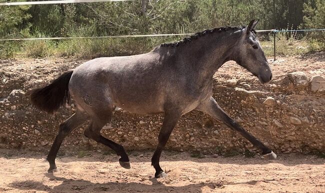 #dressagemare #futureprospect, WOW Pferd  (WOW Pferd), Pferd kaufen, Bayern - Attenkirchen, Abbildung 5