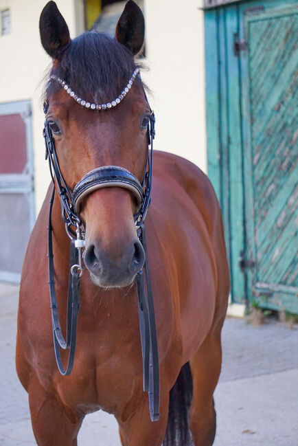 #dressageprince #championblood, WOW Pferd  (WOW Pferd), Horses For Sale, Bayern - Attenkirchen, Image 3