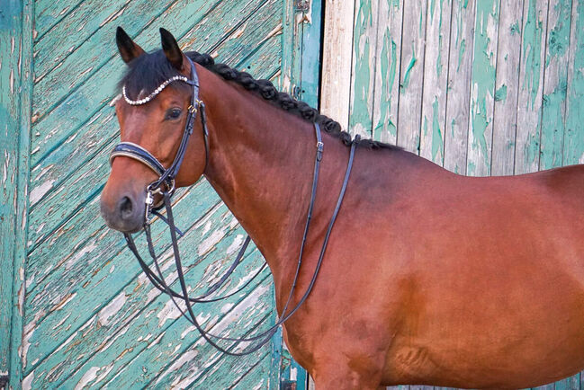 #dressageprince #championblood, WOW Pferd  (WOW Pferd), Horses For Sale, Bayern - Attenkirchen, Image 4