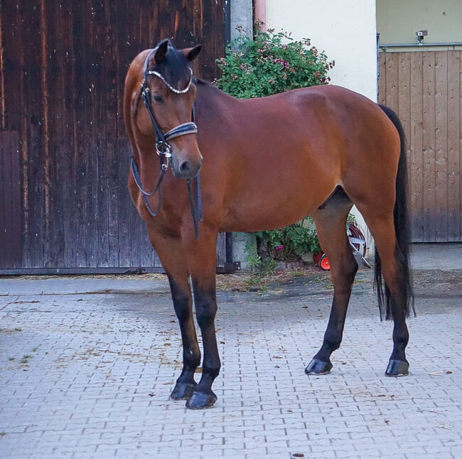 #dressageprince #championblood, WOW Pferd  (WOW Pferd), Horses For Sale, Bayern - Attenkirchen, Image 6