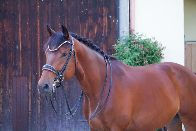 #dressageprince #championblood, WOW Pferd  (WOW Pferd), Horses For Sale, Bayern - Attenkirchen, Image 2