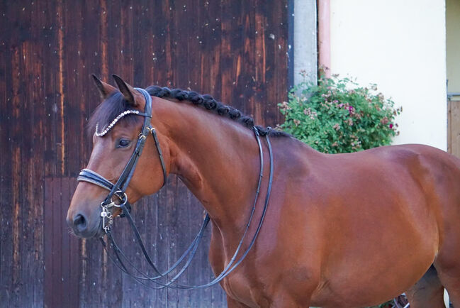 #dressageprince #championblood, WOW Pferd  (WOW Pferd), Horses For Sale, Bayern - Attenkirchen, Image 7