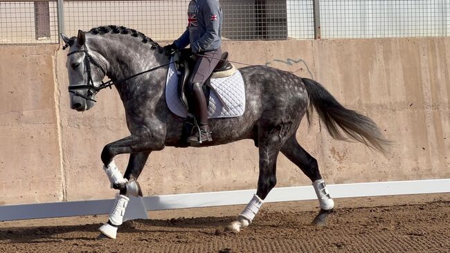 #dressageprospect #baroquestallion, WOW Pferd  (WOW Pferd), Konie na sprzedaż, Bayern - Attenkirchen, Image 4