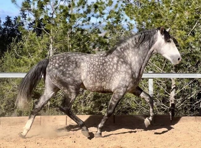 #dressageprospect #baroquestallion, WOW Pferd  (WOW Pferd), Konie na sprzedaż, Bayern - Attenkirchen, Image 7