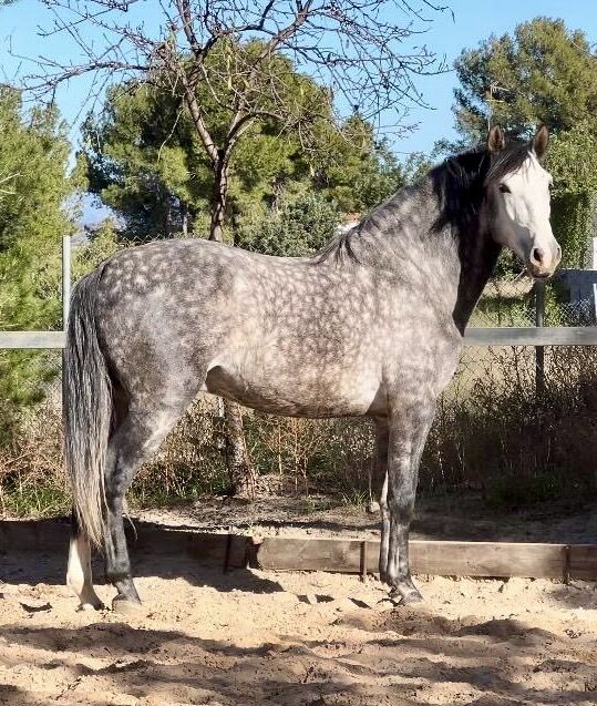 #dressageprospect #baroquestallion, WOW Pferd  (WOW Pferd), Konie na sprzedaż, Bayern - Attenkirchen