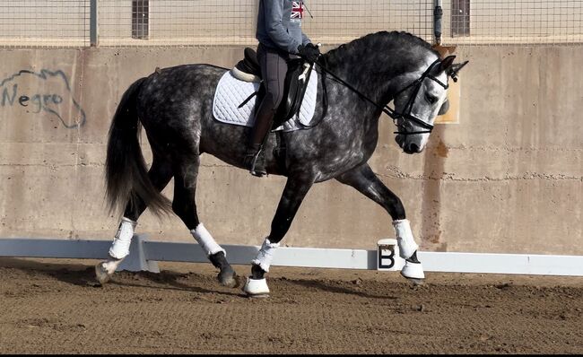 #dressageprospect #baroquestallion, WOW Pferd  (WOW Pferd), Pferd kaufen, Bayern - Attenkirchen, Abbildung 2