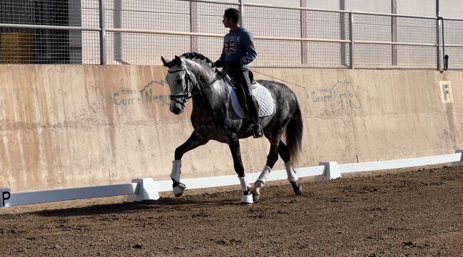 #dressageprospect #baroquestallion, WOW Pferd  (WOW Pferd), Pferd kaufen, Bayern - Attenkirchen, Abbildung 3