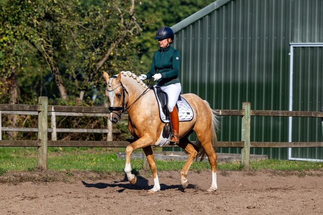 Dressurnachwuchsstar in toller Optik, Katharina Lehmann (Pferdevermittlung Leus), Pferd kaufen
