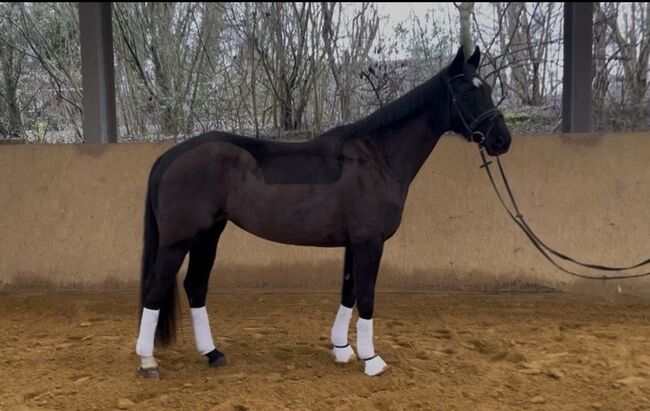 Dressurpferd Freizeitpferd Zuchtstute Allrounder, Privat, Pferd kaufen, Lohmar