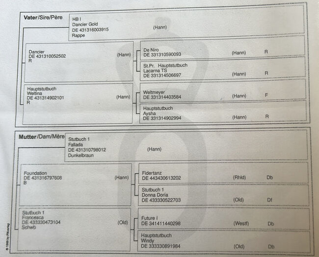 Dressurpferd mit Qualität - Nachwuchswallach aus Spitzenlinie, Sarah, Pferd kaufen, Brandenburg an der Havel, Abbildung 10