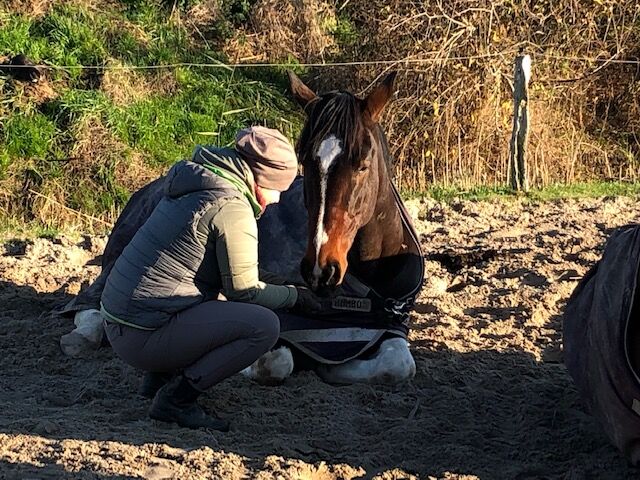 Dressurpferd sucht neue Aufgabe, Victoria, Pferd kaufen, Norden