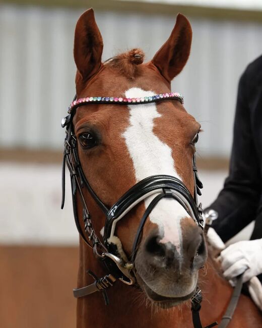 Dressurpony, Jessica Griczan, Pferd kaufen, Bad Zwischenahn