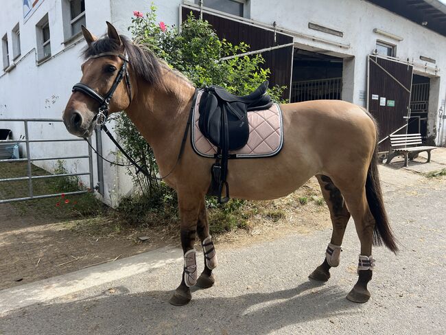 Dressursattel von Zaldi, Zaldi, Nadine, Dressursattel, Katzenelnbogen, Abbildung 3