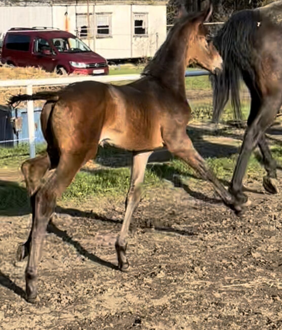 Dressurfohlen Stute, Jessica Wiemer (Zuchtstall Flöhatal), Horses For Sale, Flöha, Image 2