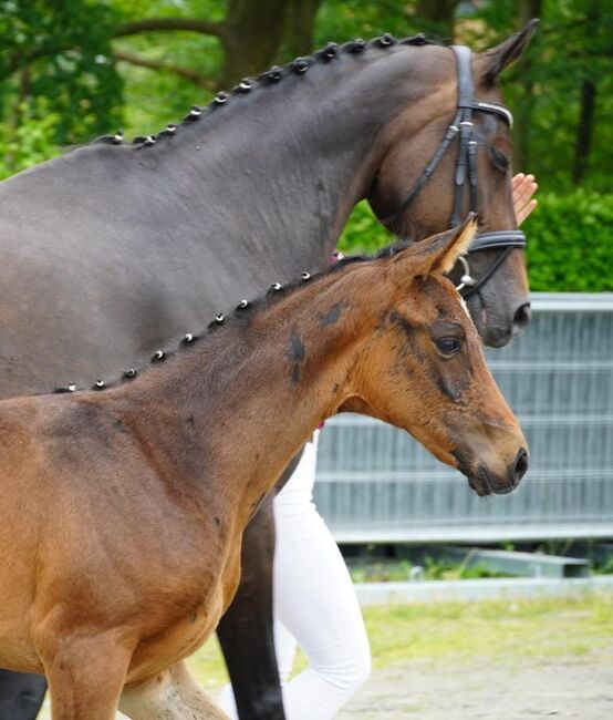 Dressurfohlen Stute, Jessica Wiemer (Zuchtstall Flöhatal), Horses For Sale, Flöha, Image 7