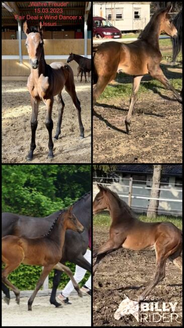 Dressurfohlen Stute, Jessica Wiemer (Zuchtstall Flöhatal), Horses For Sale, Flöha, Image 9