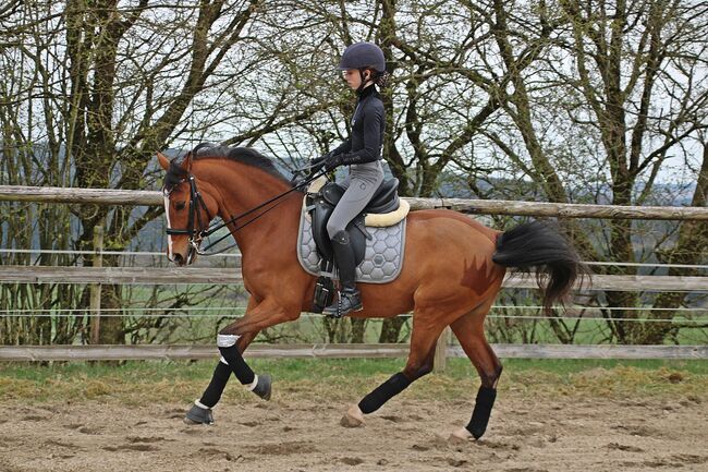 Dressur Pony Allrounder Springen VS, Alinas_ponywelt, Horses For Sale, Arzfeld