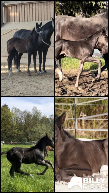 Dressurfohlen Hengst Rappe, Jessica Wiemer, Horses For Sale, Flöha, Image 8