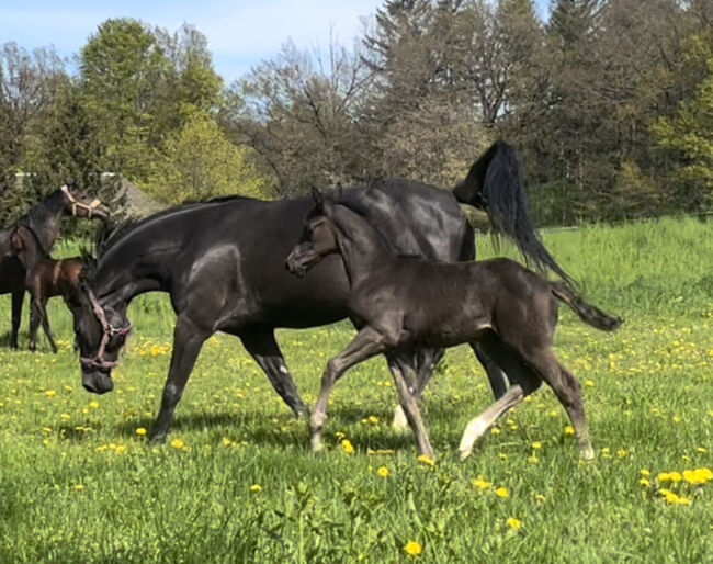 Dressurfohlen Hengst Rappe, Jessica Wiemer, Horses For Sale, Flöha, Image 3