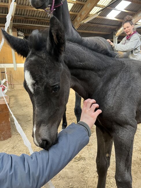 Dressurfohlen Hengst Rappe, Jessica Wiemer, Horses For Sale, Flöha, Image 6