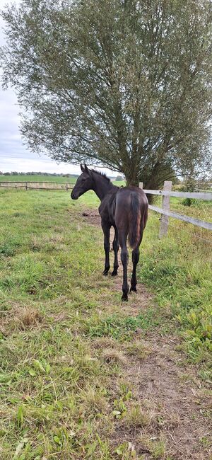 Dressuryoungster Dream Royal x Fürst Romacier, Tietze , Horses For Sale, Neuburg, Image 3