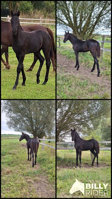 Dressuryoungster Dream Royal x Fürst Romacier, Tietze , Horses For Sale, Neuburg, Image 5