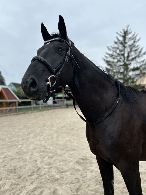 Dressurpferd mit viel Potenzial, Sarah, Horses For Sale, Brandenburg an der Havel