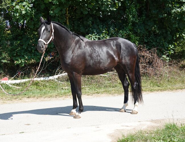 Dressurtalent mit Charme und Perspektive, Kerstin Rehbehn (Pferdemarketing Ost), Horses For Sale, Nienburg