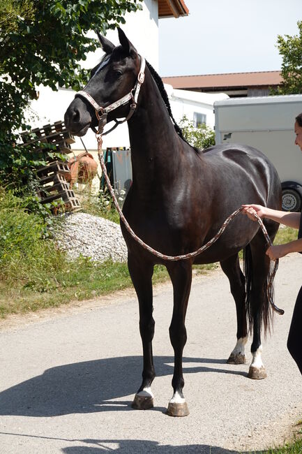 Dressurtalent mit Charme und Perspektive, Kerstin Rehbehn (Pferdemarketing Ost), Horses For Sale, Nienburg, Image 3