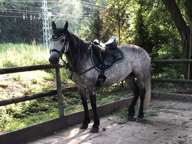 Dressursattel, Cobra Dresursattel , Voglmaier Bärbel , Dressage Saddle, Großkarolinenfeld , Image 4