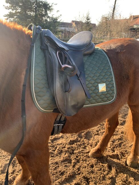 Dressursattel - County Competitor - 16,5, County Competitor , Michaela , Dressage Saddle, Merkendorf