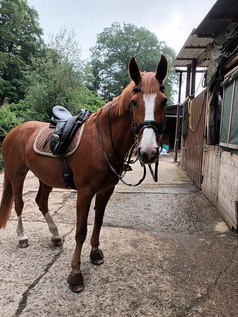 Dressursattel  Euroriding JADE, Euroriding  Jade , Heike, Dressage Saddle, Halle, Image 10