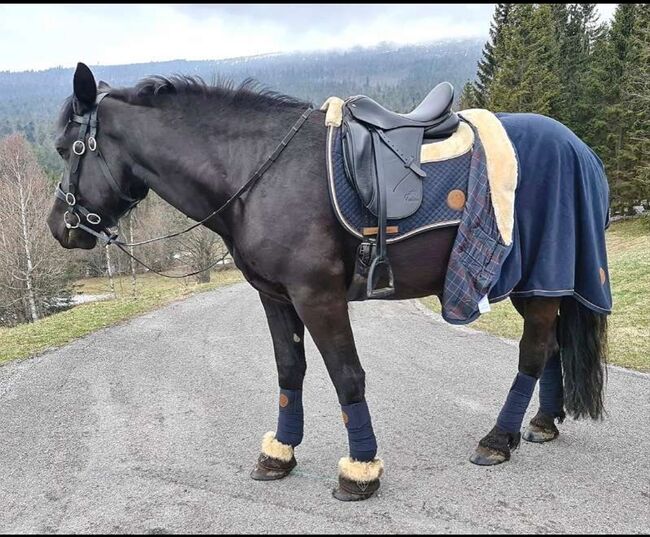 Dressursattel, Felix Bühler  Petrus, Nadja , Dressage Saddle, Schwarzenberg am Böhmerwald , Image 2