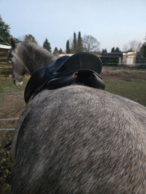 Dressursattel Meyer Selles, Meyer Selles, Hasse, Dressage Saddle, Raguhn-Jeßnitz , Image 5